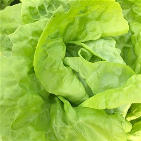 Seeds - Lettuce (Butterhead), Grosse Blonde Paresseuse OG (F)