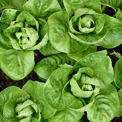 Seeds - Lettuce (Romaine), Little Gem OG (SGH)