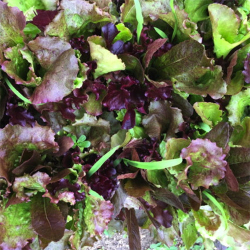 Seeds - Lettuce (Blend), Red Carpet Mix OG (SGH)