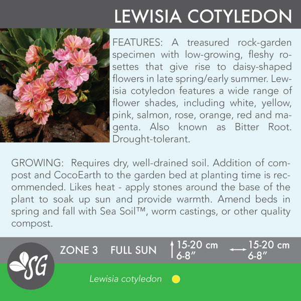 Live Plant - Lewisia cotyledon