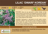 Lilac 'Dwarf Korean' (2-gallon)