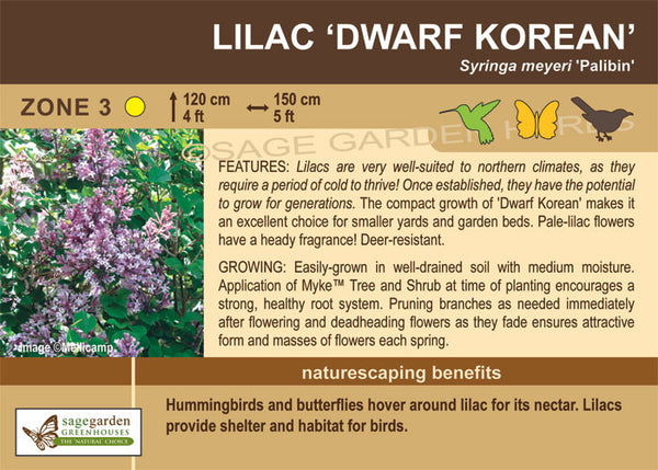 Lilac 'Dwarf Korean' (2-gallon)