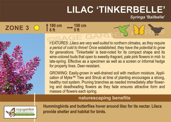 Naturescape -  Lilac, Tinkerbelle (2-gallon)