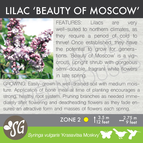 Live Plant -  Lilac, Beauty of Moscow
