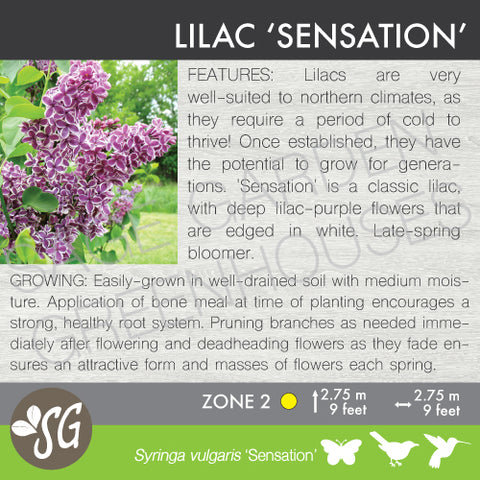 Live Plant -  Lilac, Sensation