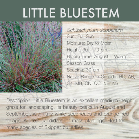 Live Plant - Little Bluestem