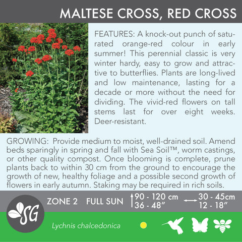 Live Plant - Maltese Cross, Red Cross