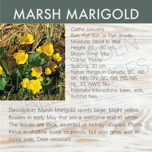 Live Plant -  Marsh Marigold