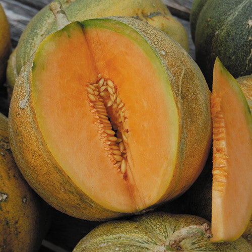Seeds - Melon, Gris de Rennes Cantaloupe OG (F)