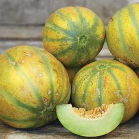 Seeds - Melon, Haogen OG (F)