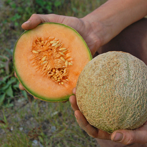 Organic Delicious 51 PMR Melon