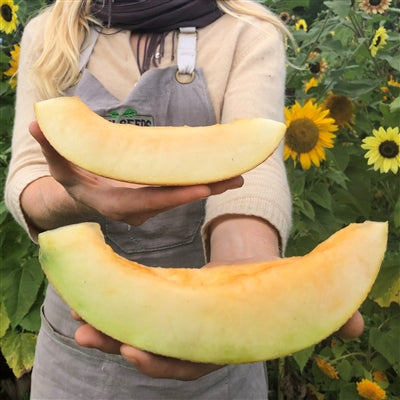 Seeds - Melon, Sharlyn Cantaloupe OG (F)