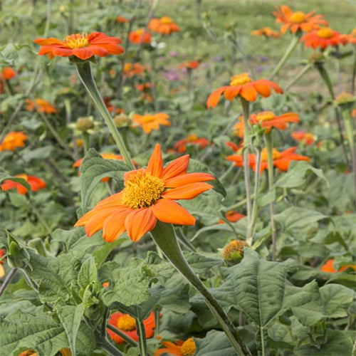 Mexican Sunflower (Tithonia rotunfifolia) (Certified Organic Seeds)