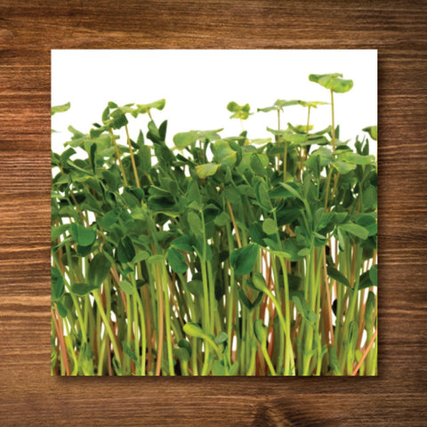 Salad Mix Microgreen Seeds - Certified Organic