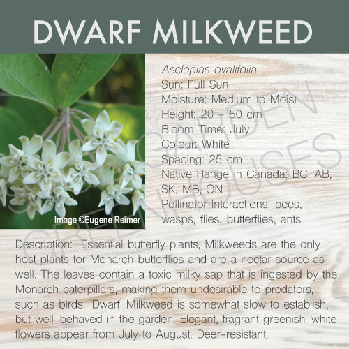 Live Plant -  Milkweed, Dwarf