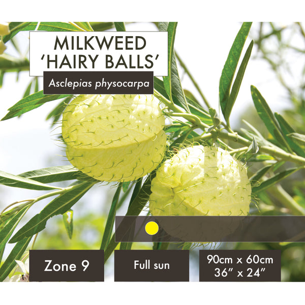 Live Plant - Milkweed, Hairy Balls