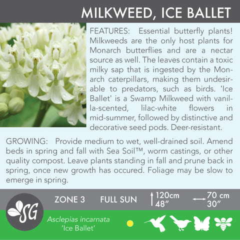 Live Plant - Milkweed, Ice Ballet