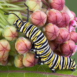 Monarch Butterfly in milkweed flowers at Sage Garden