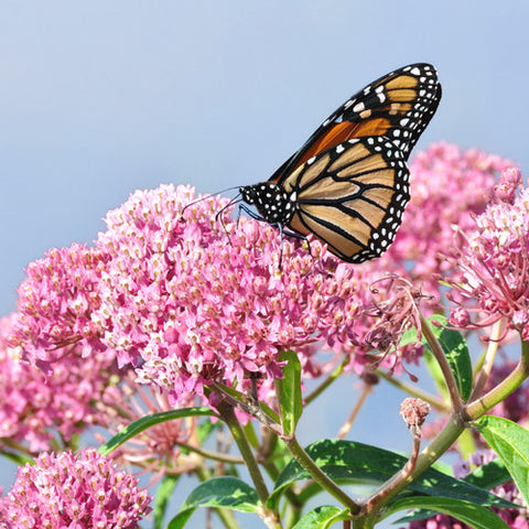 Monarch Butterfly on milkweed flowers at Sage Garden