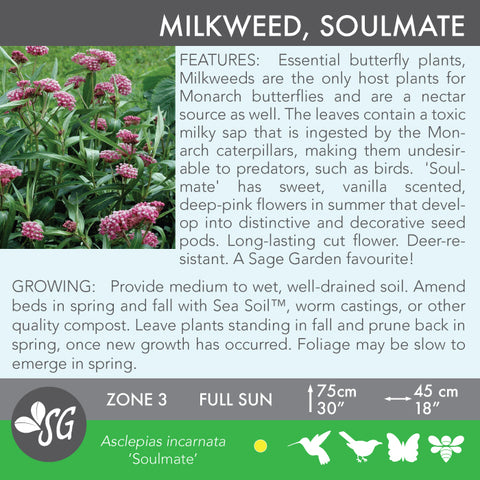 Live Plant - Milkweed, Soulmate
