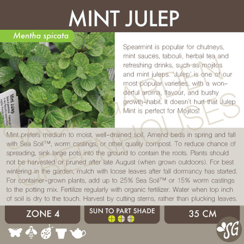 Live Plant - Mint, Julep