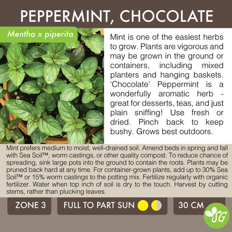 Live Plant - Mint, Chocolate Peppermint