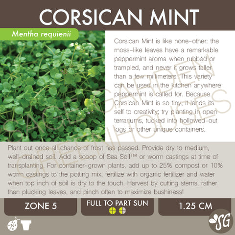 Live Plant - Mint, Corsican