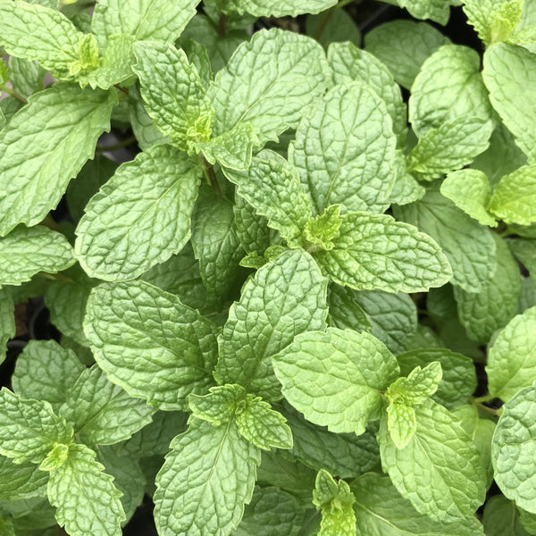 Live Plant - Mint, Julep