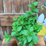 Live Plant - Mint, Kentucky Colonel