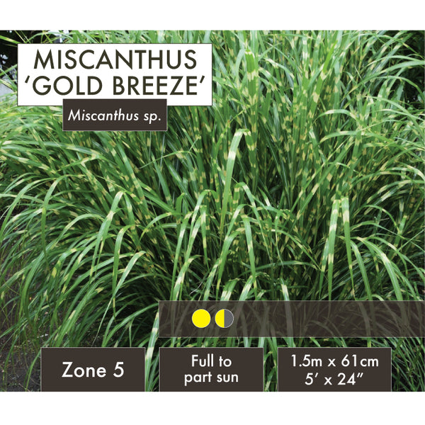 Live Plant - Miscanthus, Gold Breeze