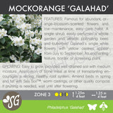 Live Plant -  Mock Orange, Galahad