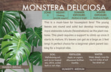 Live Plant - Monstera, Deliciosa