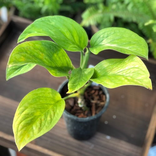 spider man monstera plant Monstera Siam Spiderman - Live Plant