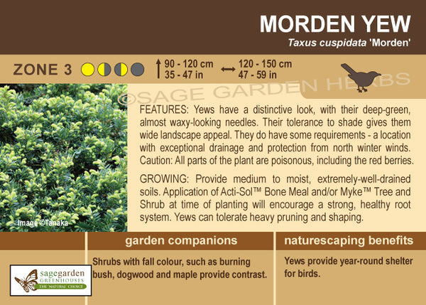 (ornamental) Morden Yew - Mid-Summer SALE