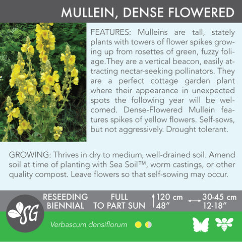 Live Plant - Mullein, Dense Flowered