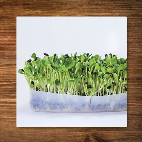 Sunflower Sprouting/ Microgreen Seeds - Certified Organic