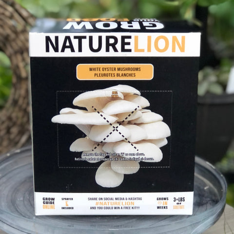 Mushroom Growing Kit - White Oyster