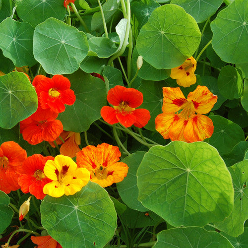 Organic Dwarf Jewel Mix Nasturtium