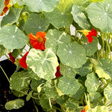 Nasturtium, Alaska Mix (Variegated) (Organically Grown Seeds)