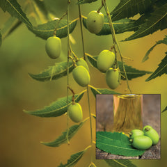 SALVIA NEEm オーガニックナチュラル オイル オイル 50ml 61YFGDEL7TL._AC_UL210_SR210,