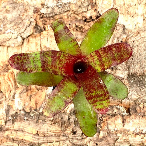 Miniature Bromeliad Neoregelia Red Waif - Live Plant