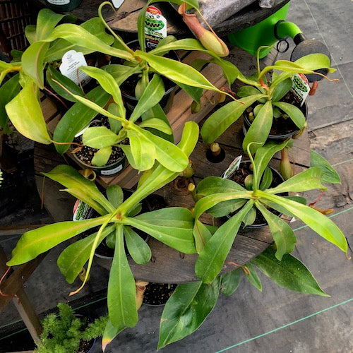 Pitcher Plant Nepenthes alata - Live Plant | Sage Garden Pitcher Plant Nepenthes alata - Live Plant | Sage Garden