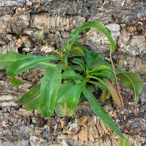 Tropical Pitcher Plants - Live Plant