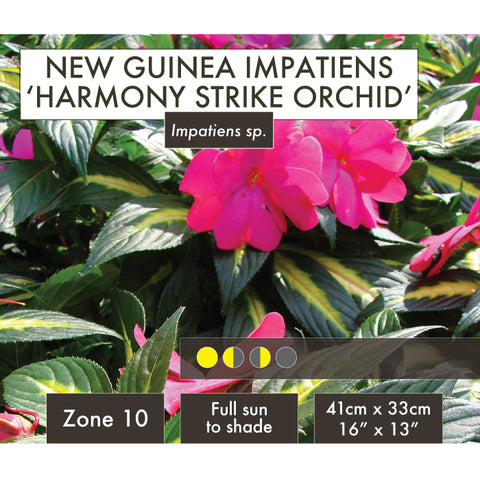 Live Plant - New Guinea Impatiens, Harmony Strike Orchid