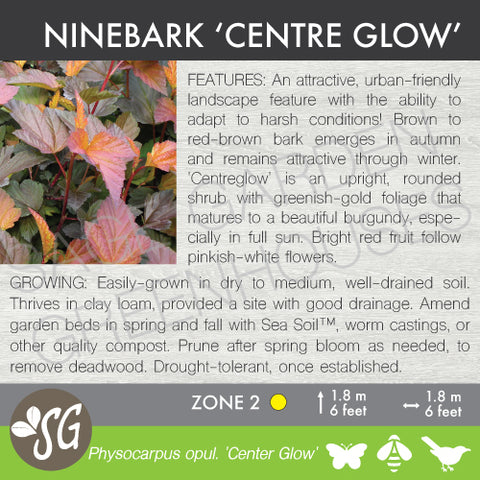 (ornamental) Ninebark, Centre Glow - Mid-Summer SALE