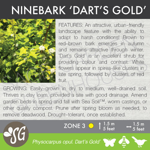 Live Plant -  Ninebark, Dart's Gold