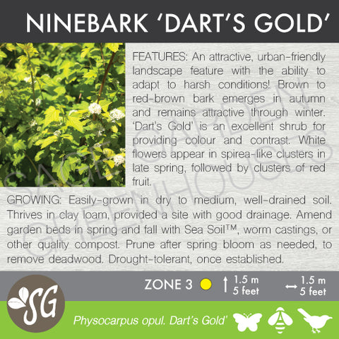 (ornamental) Ninebark, Dart's Gold - Mid-Summer SALE