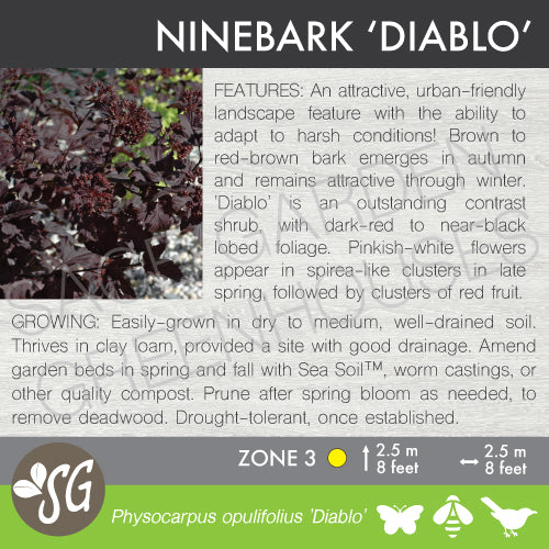 Naturescape -  Ninebark, Diablo (2-gallon)
