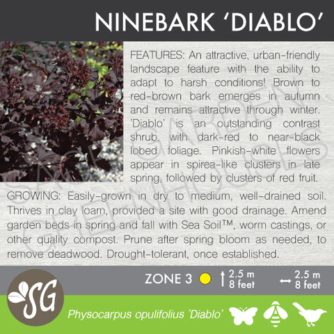 Naturescape -  Ninebark, Diablo (2-gallon)