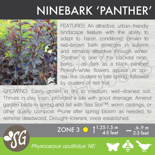 Live Plant -  Ninebark, Panther